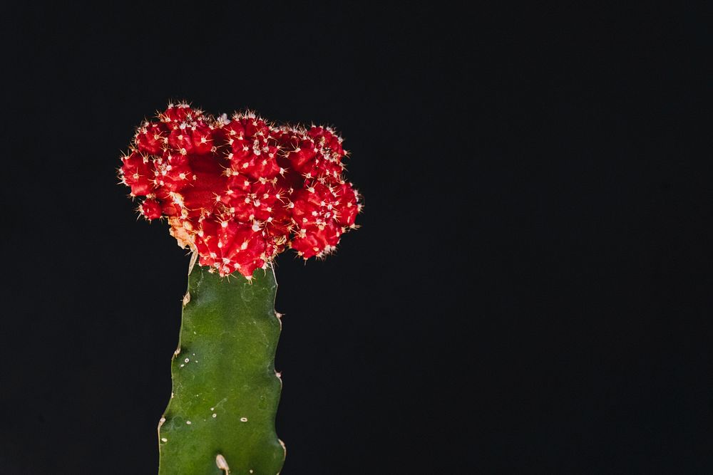 Closeup of a chin cactus