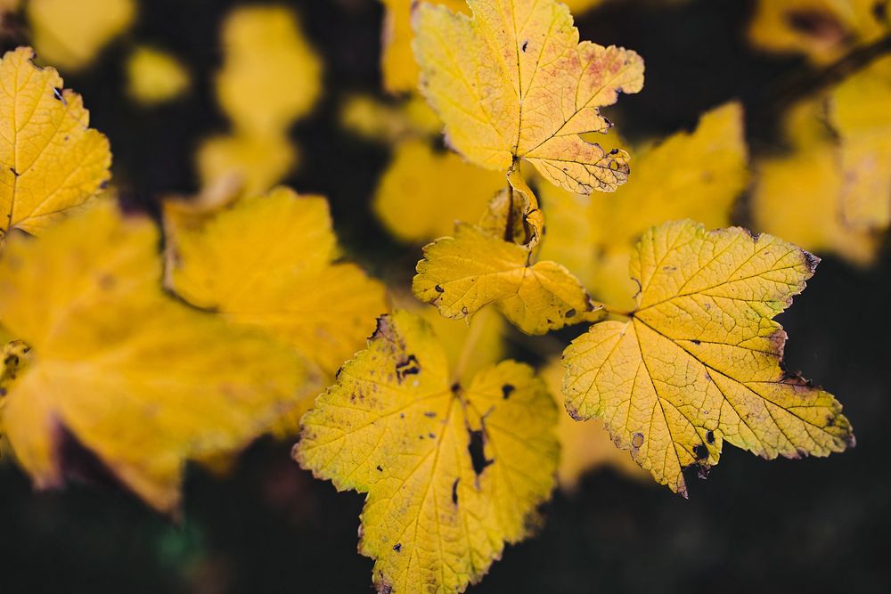 Yellow fall foliage. Visit Kaboompics for more free images.