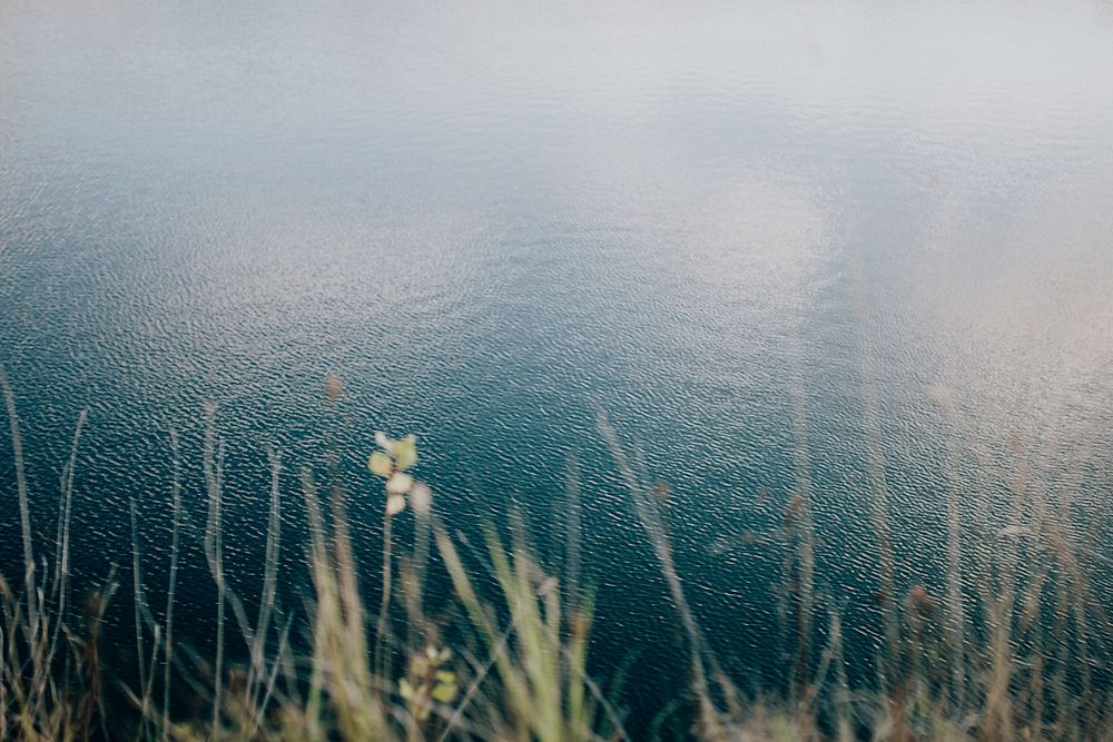 Sea grass by a lake. Visit Kaboompics for more free images.