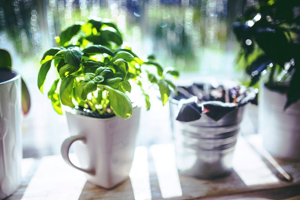 Potted plants. Visit Kaboompics for more free images.