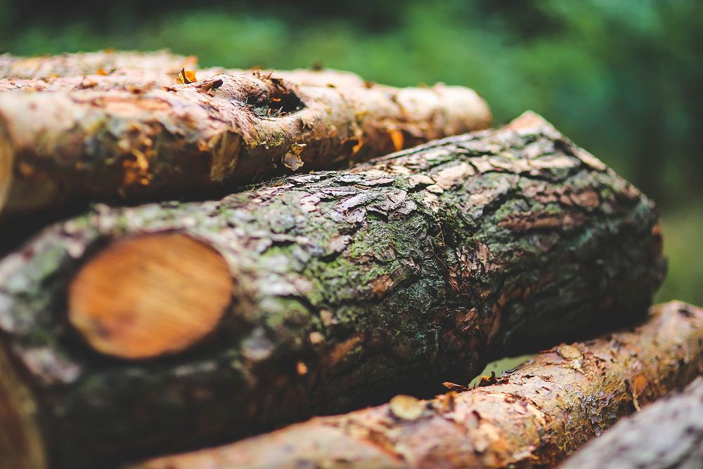 Freshly cut logs. Visit Kaboompics for more free images.