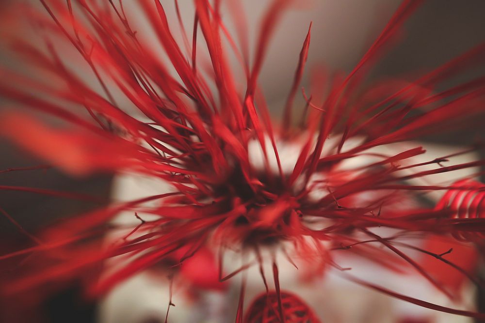 Red ornamental leaf. Visit Kaboompics for more free images.
