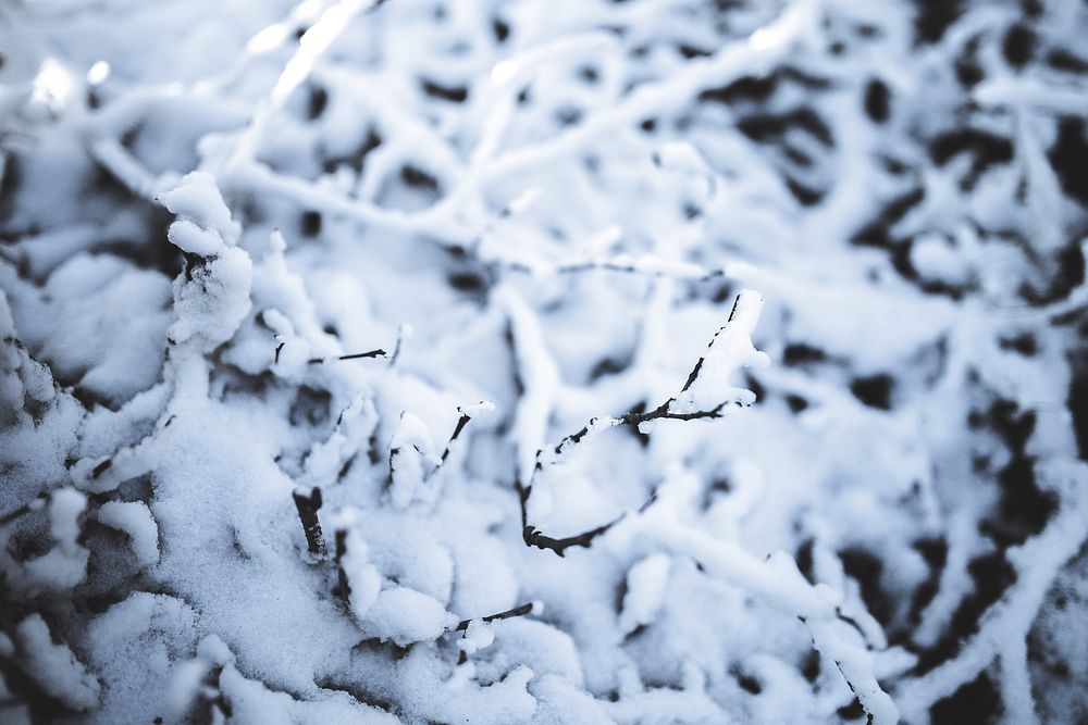 Tree branches covered with snow. Visit Kaboompics for more free images.