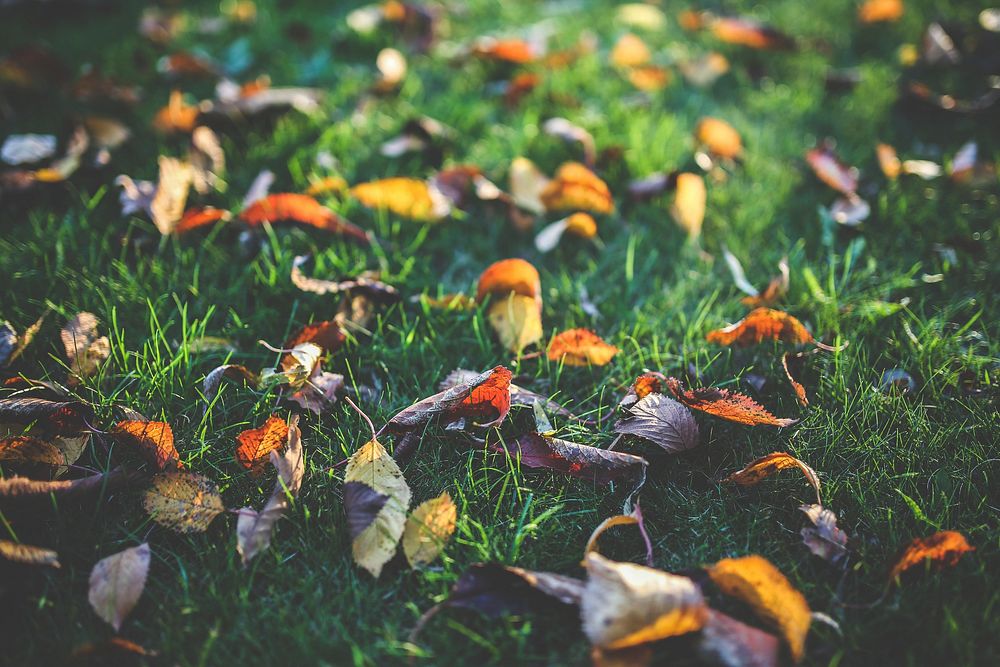 Fall leaves on the grass. Visit Kaboompics for more free images.