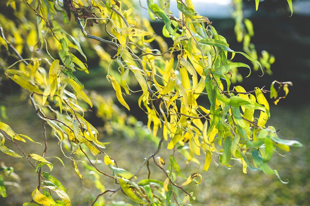Tree with yellow foliage. Visit Kaboompics for more free images.
