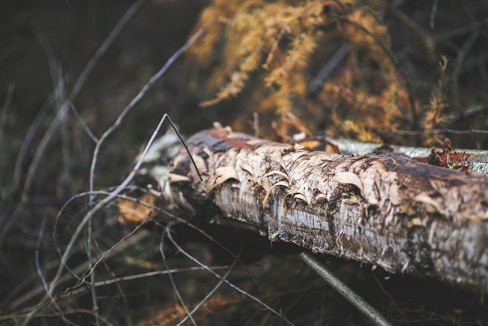 Two logs in the forest. Visit Kaboompics for more free images.