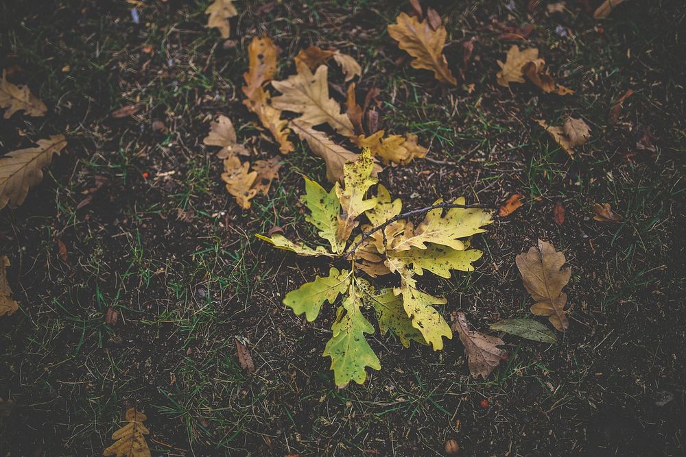 Oak foliage. Visit Kaboompics for more free images.