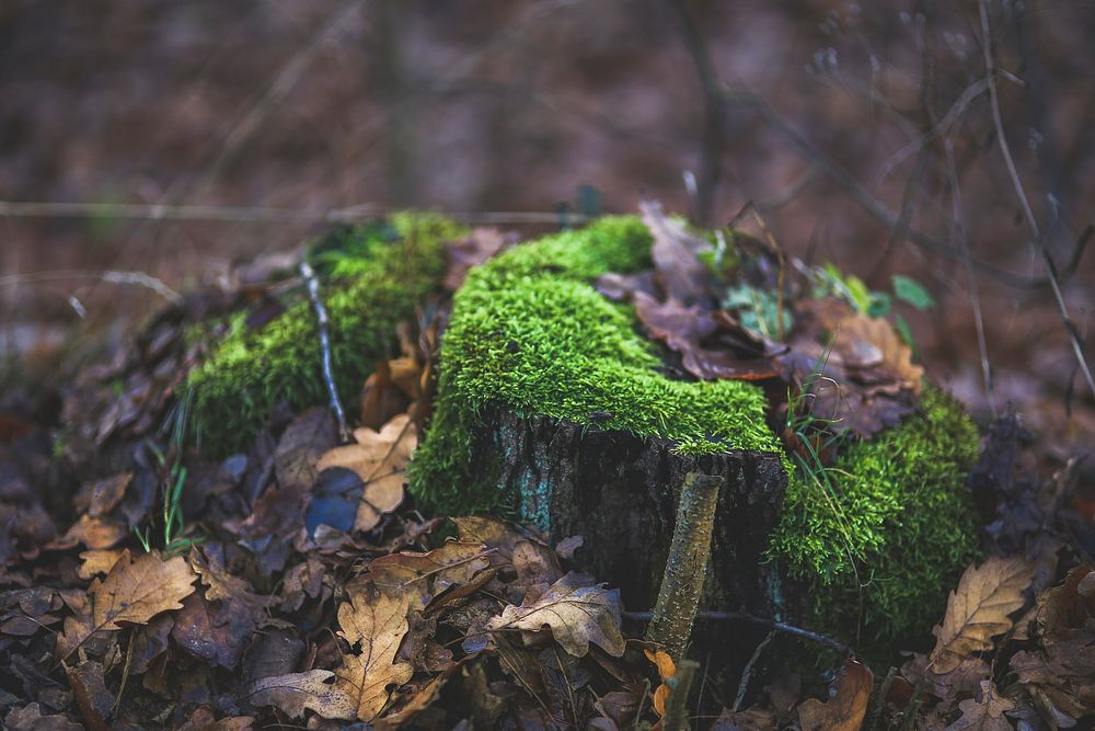 Green moss on the ground. Visit Kaboompics for more free images.