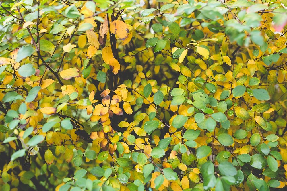 Tree with yellow foliage. Visit Kaboompics for more free images.