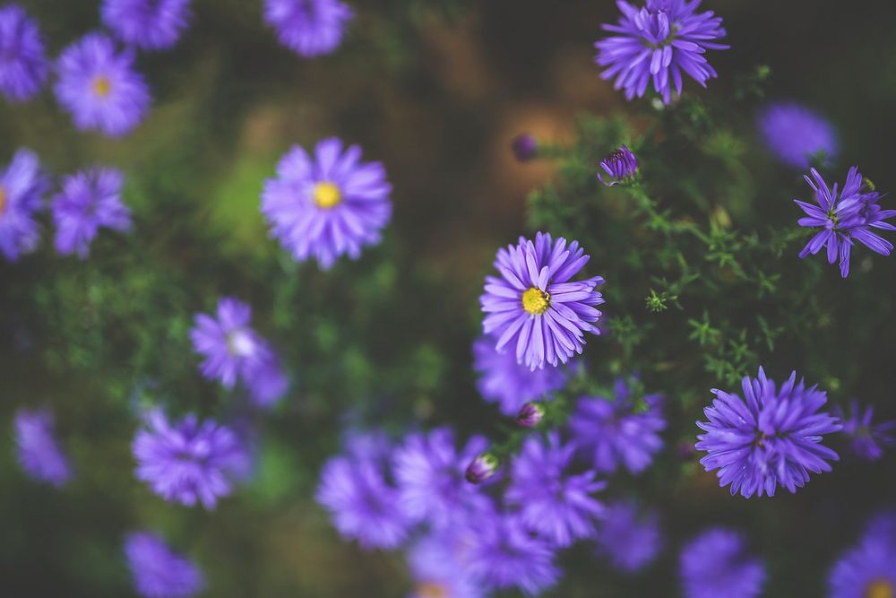 Blooming purple flowers. Visit Kaboompics for more free images.
