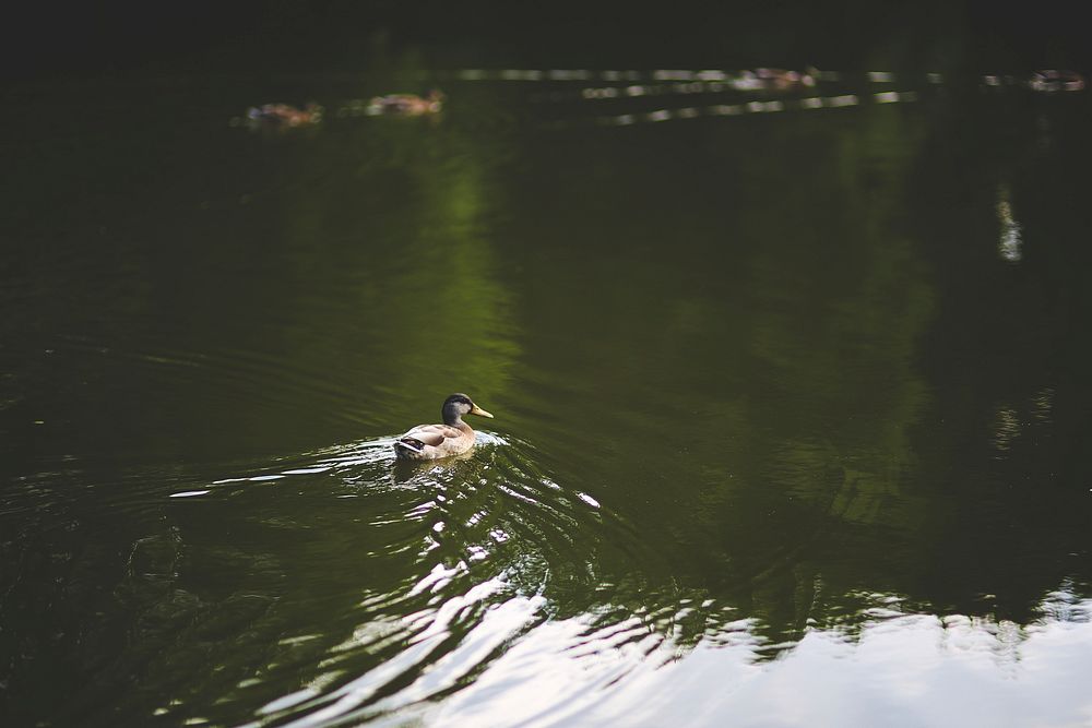 Ducks swimming on a pond. Visit Kaboompics for more free images.