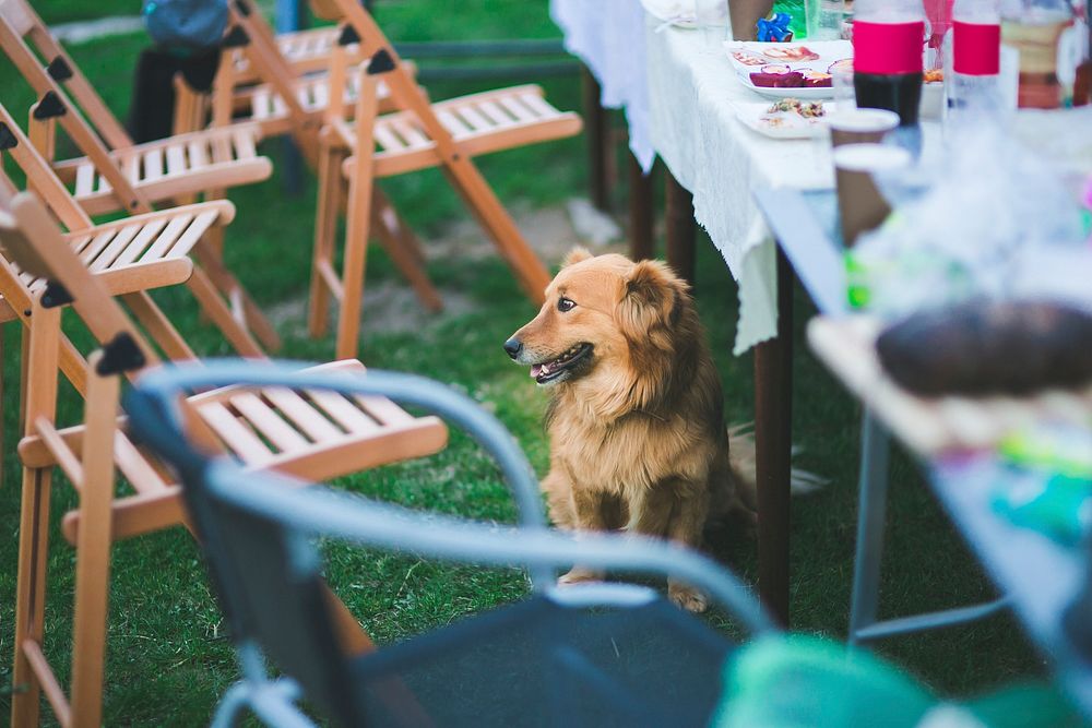 Dog sitting under table in the garden. Visit Kaboompics for more free images.