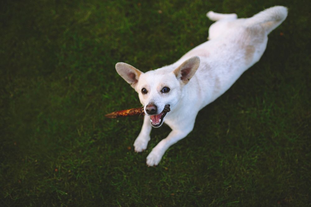Cute little white dog with a stick. Visit Kaboompics for more free images.