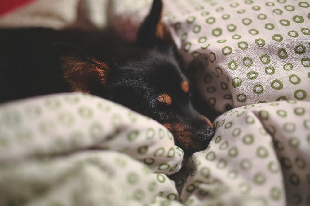 Small black dog lying in a bed. Visit Kaboompics for more free images.