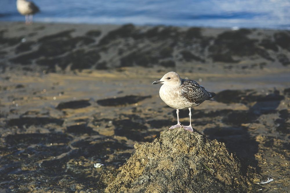 Seagulls on a beach. Visit Kaboompics for more free images.