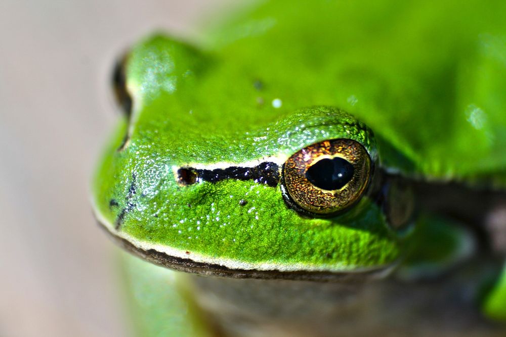 Closeup of a green chorus frog. Visit Kaboompics for more free images.
