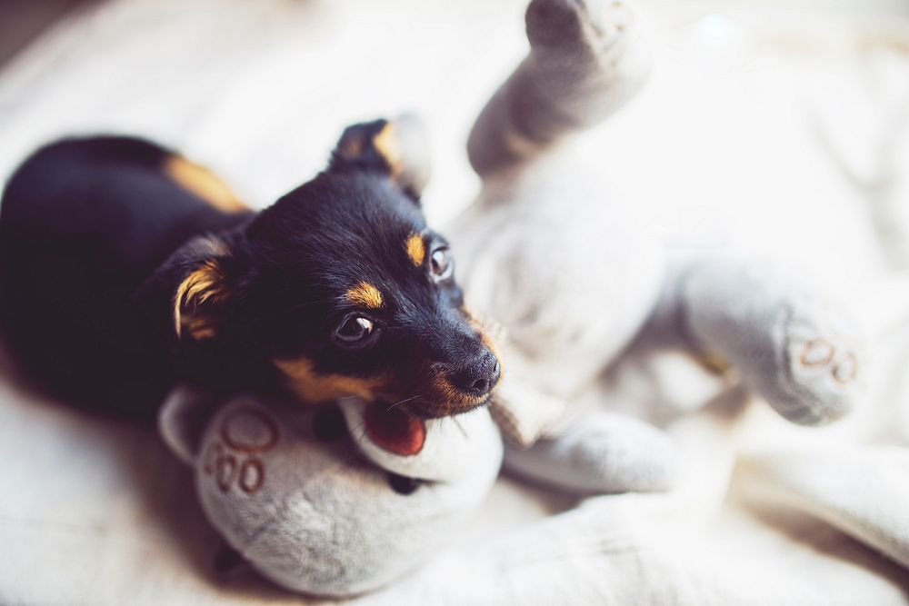 Little puppy sleeping in a bed. Visit Kaboompics for more free images.