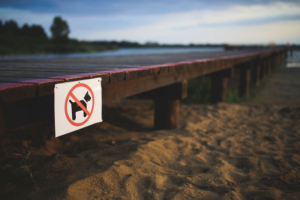 No dogs allowed on the beach. Visit Kaboompics for more free images.