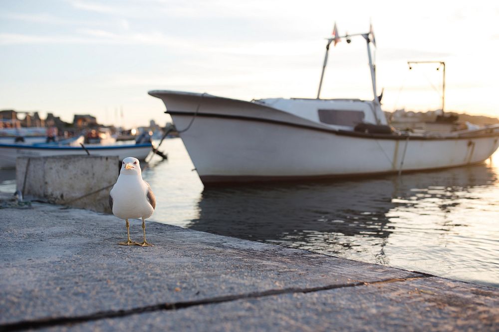Seagull sitting at the pier. Visit Kaboompics for more free images.