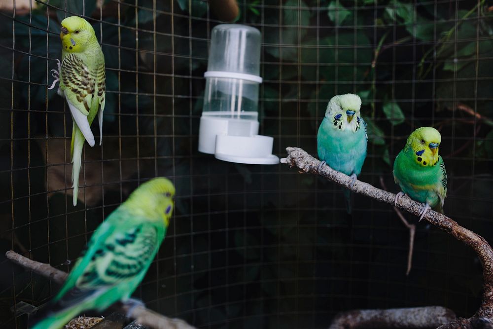 Flock of parakeets in a cage. Visit Kaboompics for more free images.