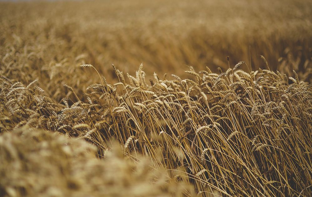 Field of barley in the summer. Visit Kaboompics for more free images.