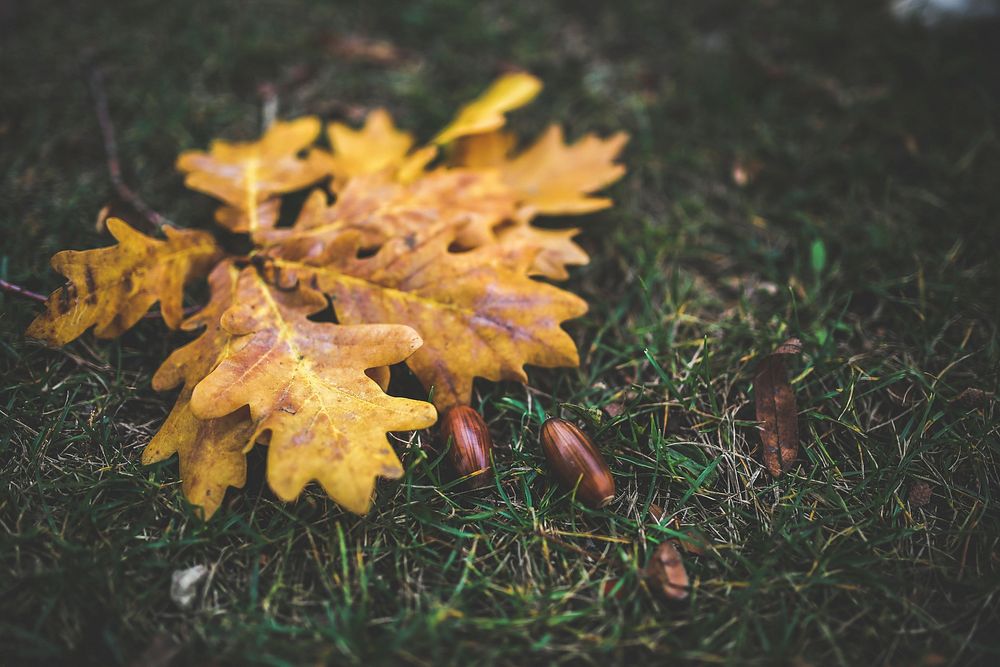 Fallen oak leaves on the ground. Visit Kaboompics for more free images.