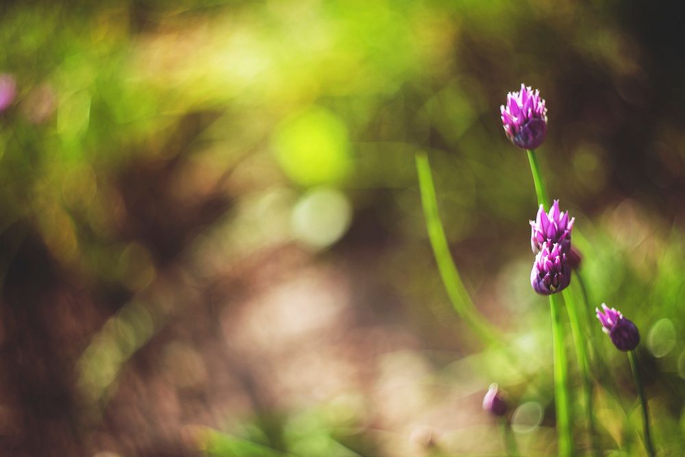 Purple flowers in the forest. Visit Kaboompics for more free images.
