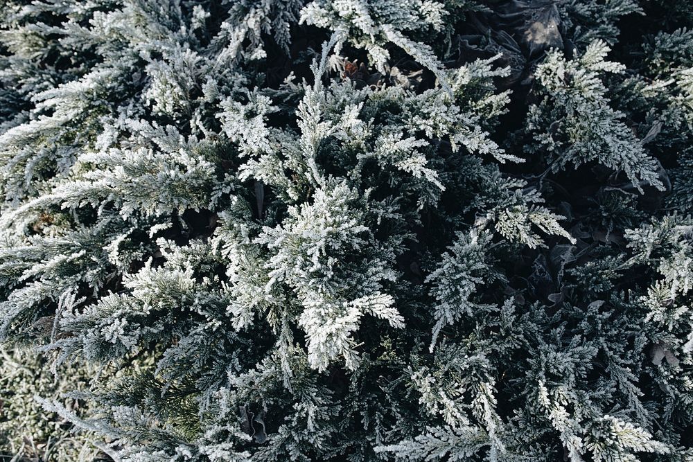 Pine tree covered with frost. Visit Kaboompics for more free images.
