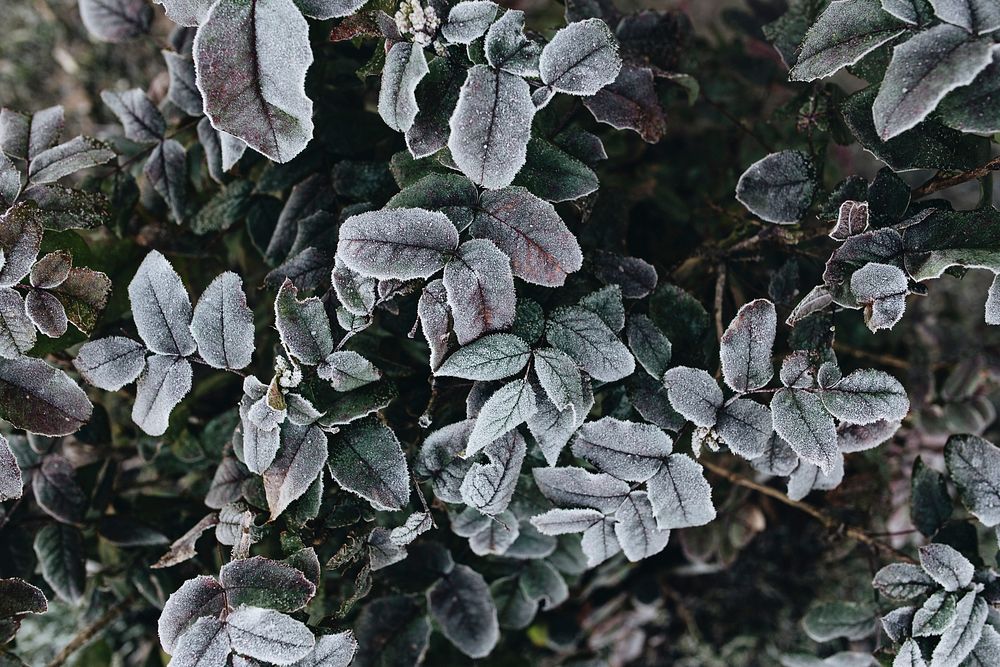 Leaves covered with frost. Visit Kaboompics for more free images.