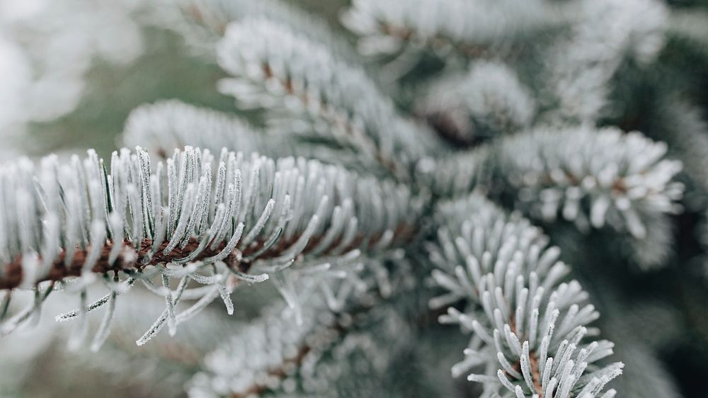 Desktop wallpaper background, pine tree covered with frost