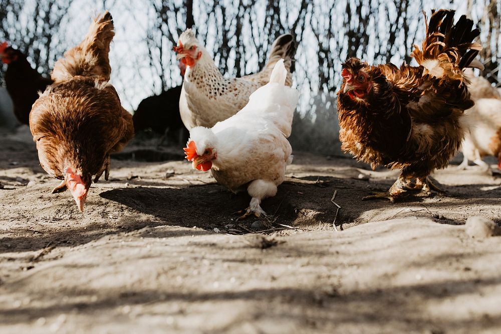 Chickens on a farm. Visit Kaboompics for more free images.