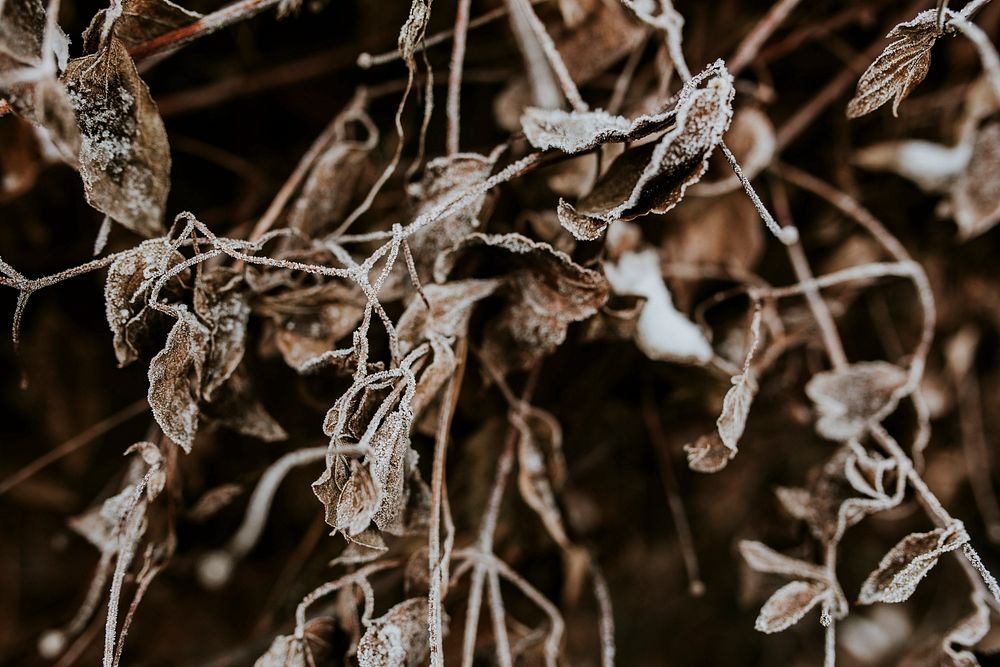 Dried foliage. Visit Kaboompics for more free images.