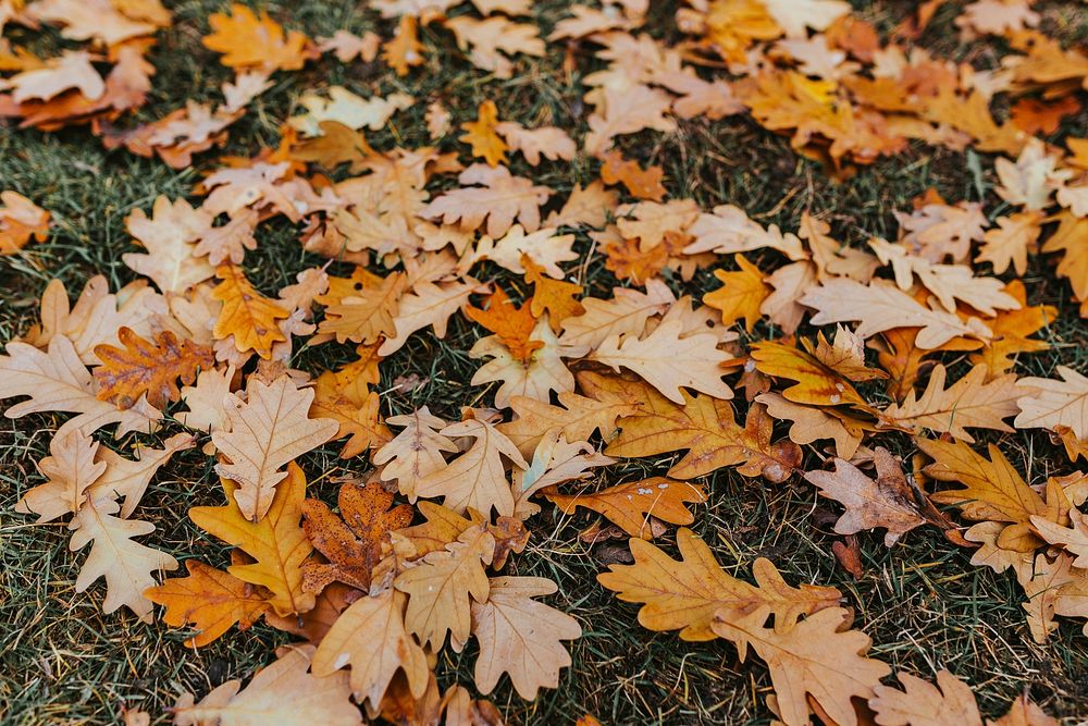 Oak foliage during autumn. Visit Kaboompics for more free images.
