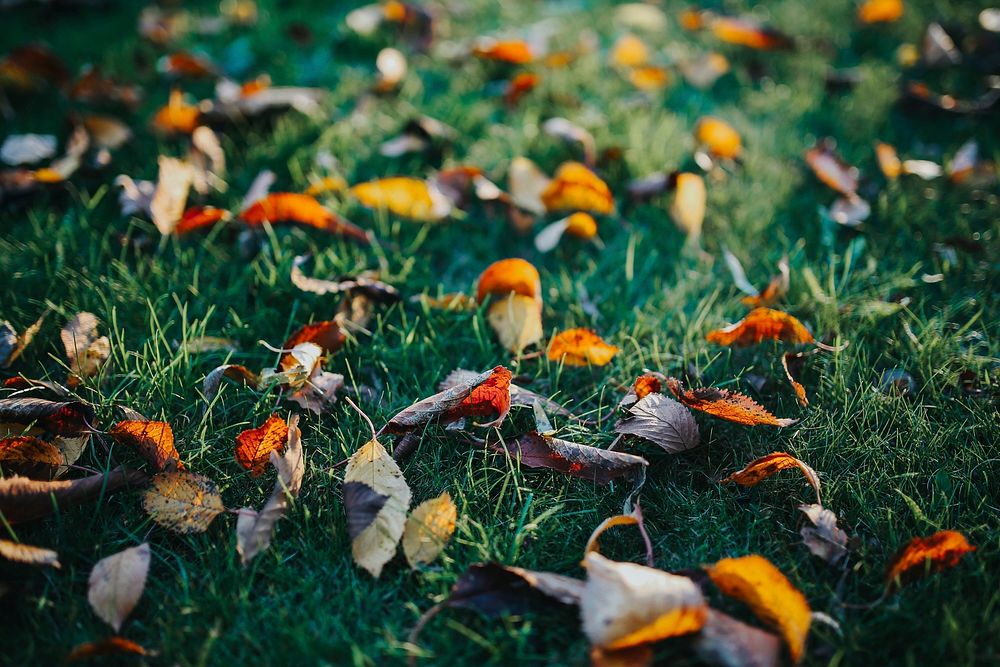 Leaves on the grass. Visit Kaboompics for more free images.