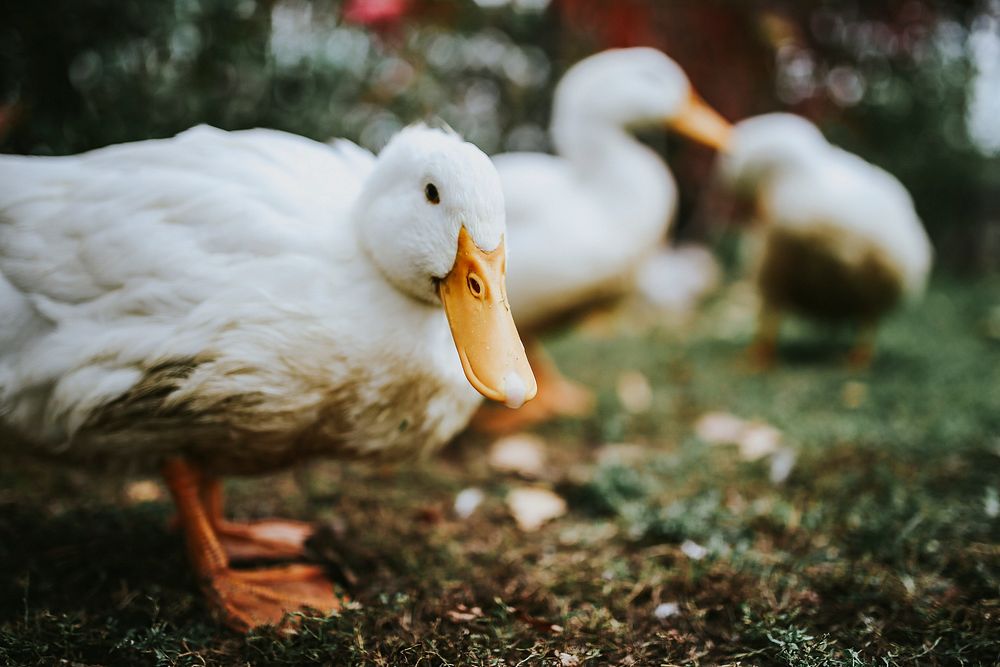 Ducks at a farm. Visit Kaboompics for more free images.