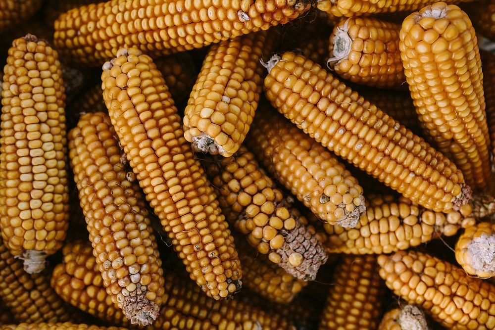 Fresh raw corn cobs. Visit Kaboompics for more free images.