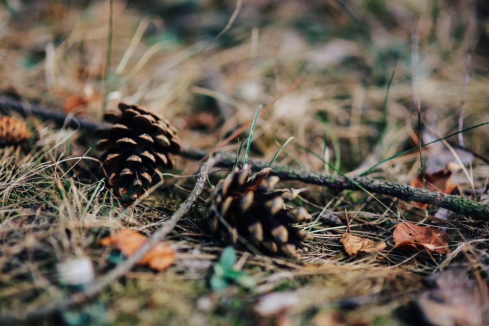 Pine cones on the floor. Visit Kaboompics for more free images.