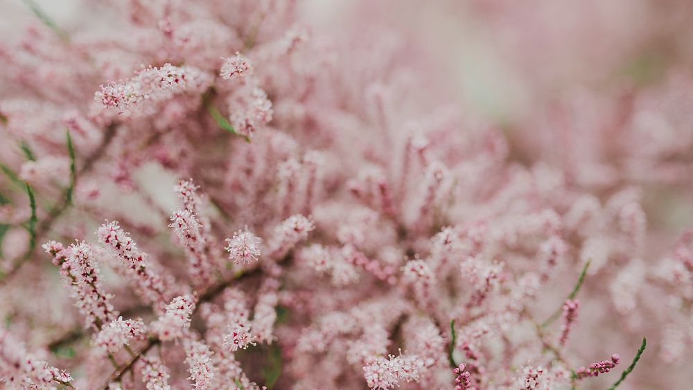 Pink flowers desktop wallpaper spring background, beautiful HD image