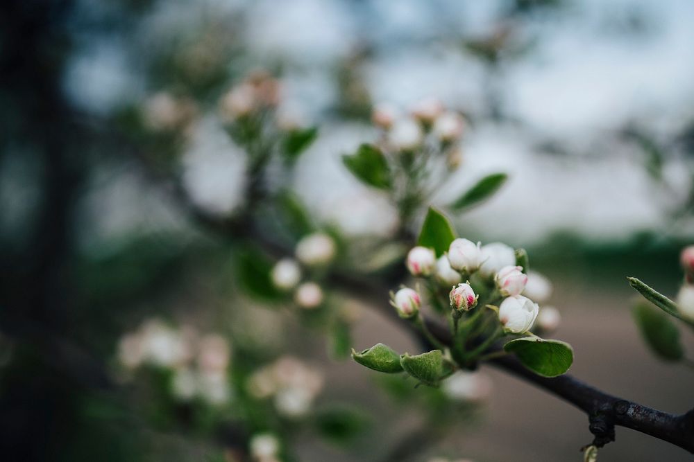Apple tree in bloom. Visit Kaboompics for more free images.