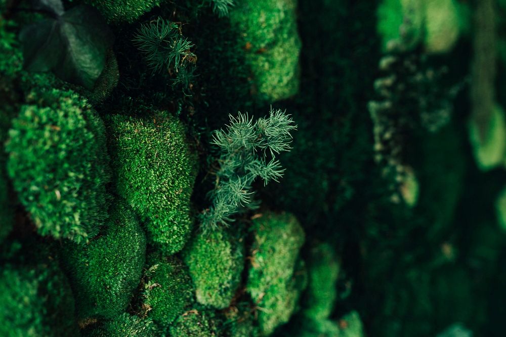 Green moss. Visit Kaboompics for more free images.