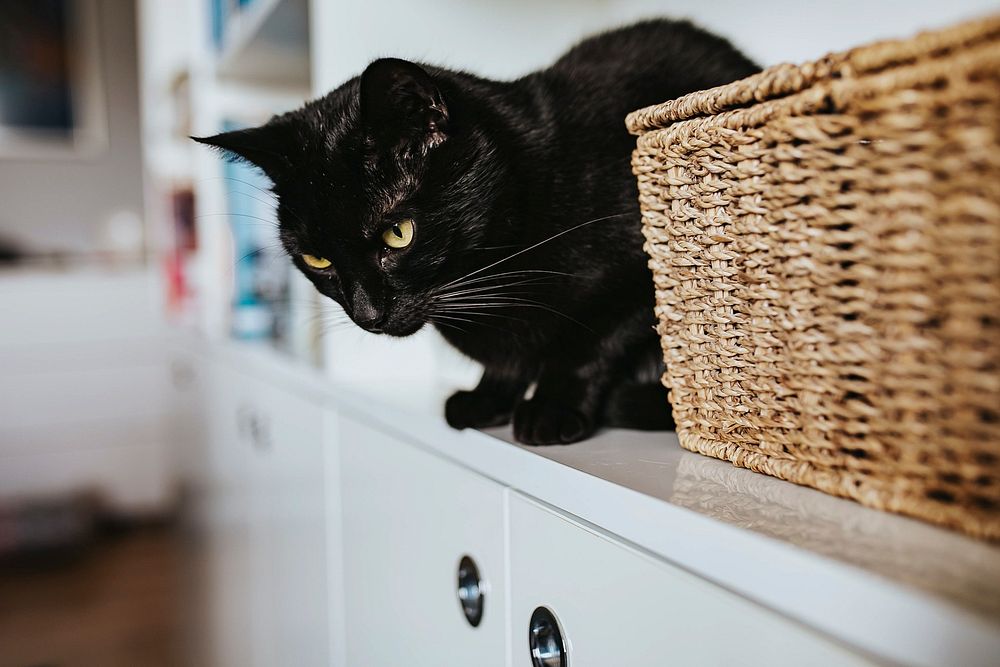 Black cat in the kitchen. Visit Kaboompics for more free images.