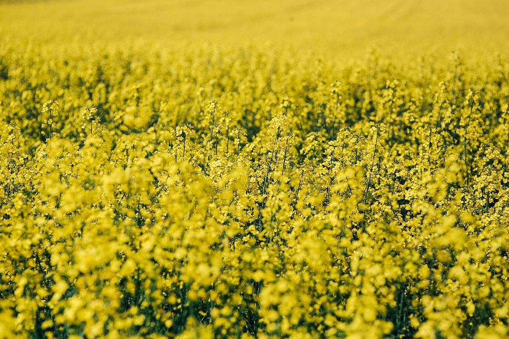 Field of rapeseed flowers. Visit Kaboompics for more free images.