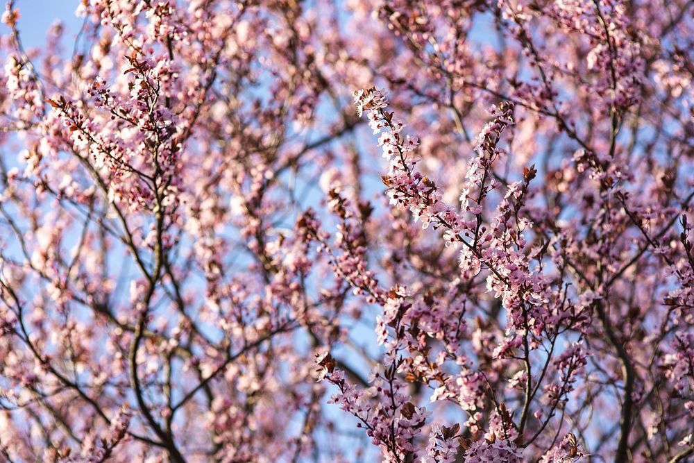 Pink blossoms on a tree in spring. Visit Kaboompics for more free images.