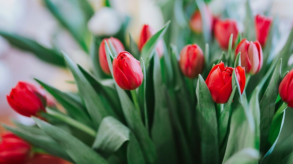 Red tulip wallpaper, spring flower desktop background