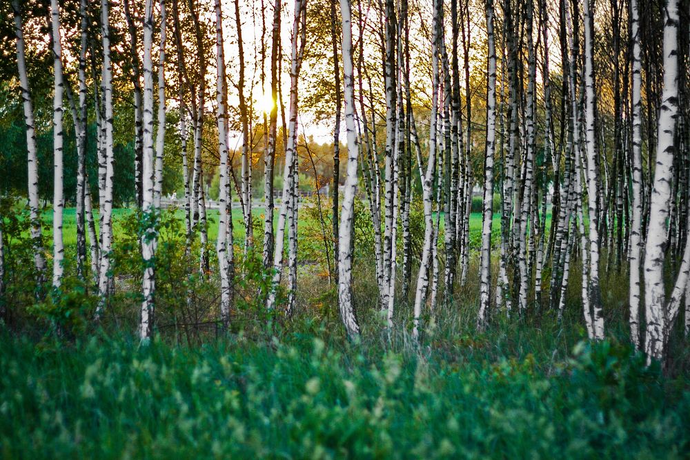 Inside the birch forest. Visit Kaboompics for more free images.
