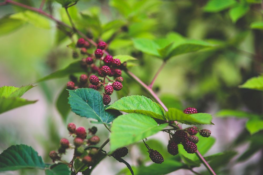 Mulberry fruit on a tree branch. Visit Kaboompics for more free images.
