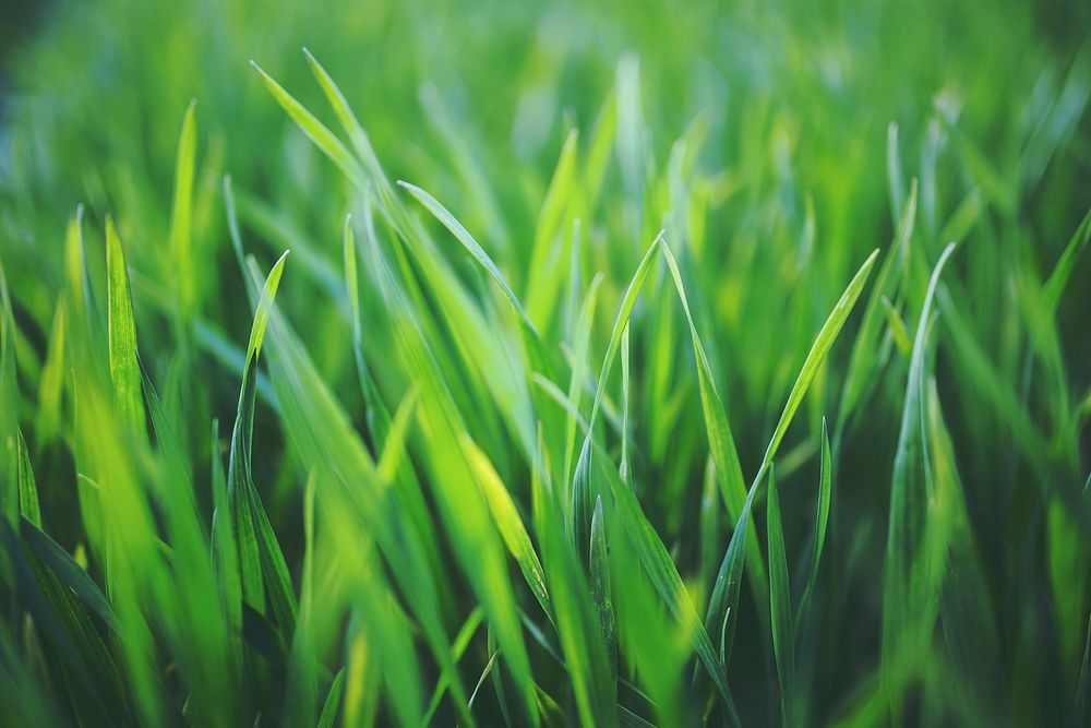 Closeup of grass. Visit Kaboompics for more free images.
