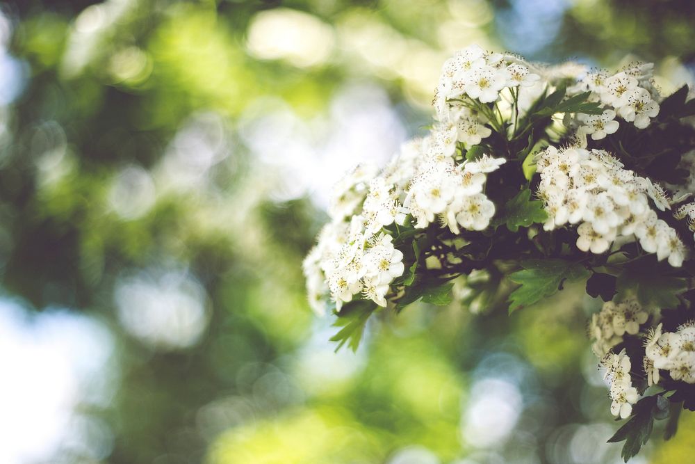Little white flowers with Bokeh. Visit Kaboompics for more free images.