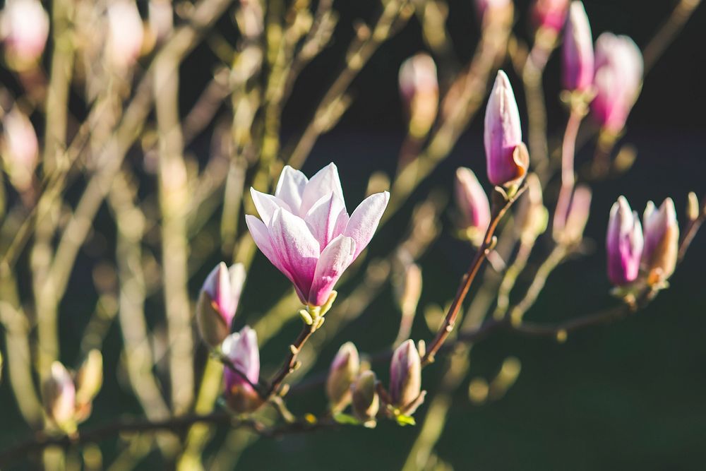 Magnolia flowers in bloom. Visit Kaboompics for more free images.