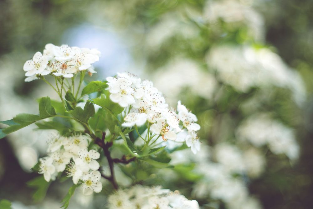 Spring background with white flowers and bokeh